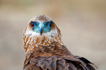 Portrait of a juvenile bateleur (Terathopius ecaudatus) in Kruger National Park in South Africa with a nice blurry background