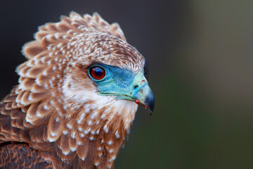 Portrait of a juvenile bateleur (Terathopius ecaudatus) in Kruger National Park in South Africa with a nice blurry background