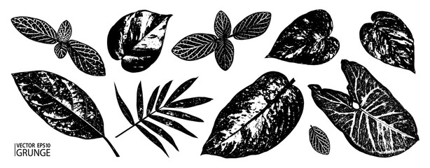 Grunge leaves set. Tropical foliage. Tropic flora leaf. Grunge leaves collection. Avocado, chamaedorea, fittonia, syngonium, epipremnum, dieffenbachia.