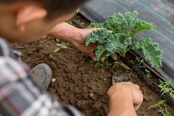Gardening concept a young male gardener taking care of a vegetable by shoveling the soil around the plant