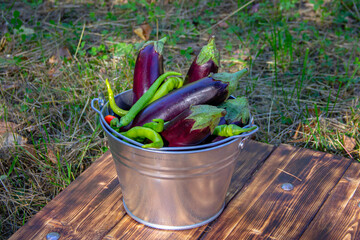 Many ripe eggplants in a metal bucket on a wooden board. A beautiful harvest of eggplants. © Irina Usanina