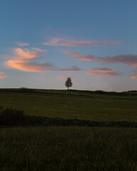 sunset over the field and solitere tree