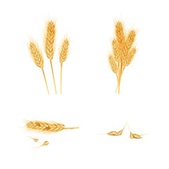 Set of different ear wheat, whole grains. isolated on white background. Design element for harvesting, farming, healthy eating.