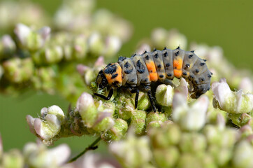 Macro of ladybug larva (Coccinella) eating an aphid on plant and seen from profile