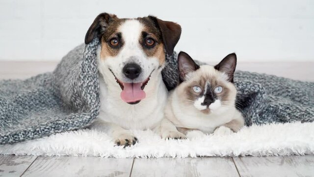 Cute kitten and puppy playing together. Cat and dog