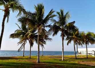 Obraz premium palm trees on the beach