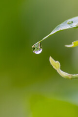 Crystal clear rain drops on a green leaf with lotus effect in a common garden shows healthy environment after rain and purity freshness with water drop reflection beautiful zen meditation background