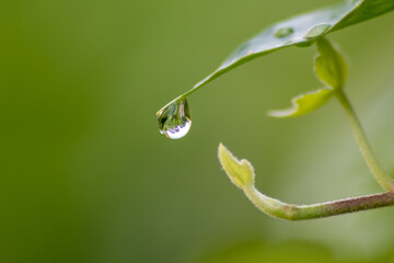Crystal clear rain drops on a green leaf with lotus effect in a common garden shows healthy environment after rain and purity freshness with water drop reflection beautiful zen meditation background