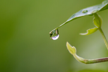 Crystal clear rain drops on a green leaf with lotus effect in a common garden shows healthy environment after rain and purity freshness with water drop reflection beautiful zen meditation background