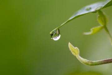 Crystal clear rain drops on a green leaf with lotus effect in a common garden shows healthy environment after rain and purity freshness with water drop reflection beautiful zen meditation background