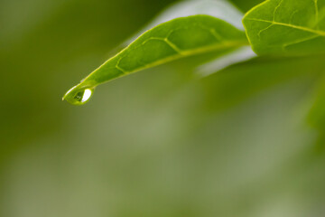 Crystal clear rain drops on a green leaf with lotus effect in a common garden shows healthy environment after rain and purity freshness with water drop reflection beautiful zen meditation background