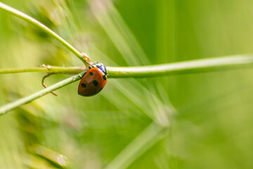 Beautiful black dotted red ladybug beetle climbing in a plant with blurred background and much copy space searching for plant louses to kill them as beneficial organism and useful animal in the garden