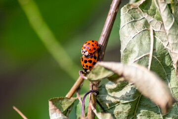 Pair of ladybugs having sex on a leaf as couple in close-up to create the next generation of plant louse killers as natural pest control in agriculture with a bouquet background and copy space