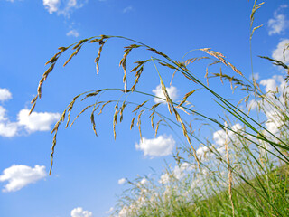 Grass blades on the background of a sunny summer sky