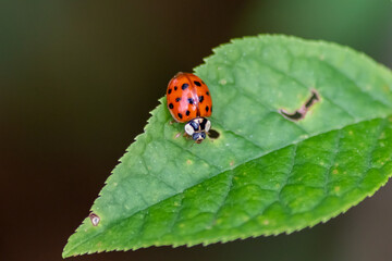 Beautiful black dotted red ladybug beetle climbing in a plant with blurred background and much copy...