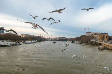 A wild flock of birds flying over the Seine river in Paris, France