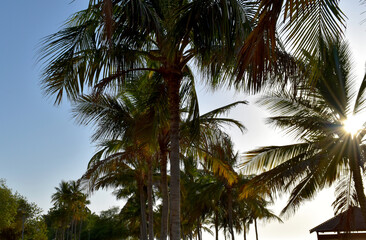 Fototapeta premium palm tree in the sun