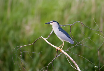 The black-crowned night heron (Nycticorax nycticorax) is filmed sitting in a tree and hunting fish in the water. Very close-up photo