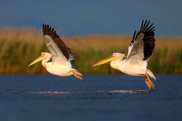 Single and group images of the great white pelican (Pelecanus onocrotalus) in natural habitat. Birds are shot in the rays of the soft evening sun close-up in flight and at rest