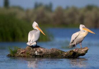 A single and a pair of Dalmatian pelican (Pelecanus crispus) are photographed close-up in soft morning light against a blurred background