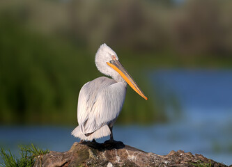 A single and a pair of Dalmatian pelican (Pelecanus crispus) are photographed close-up in soft morning light against a blurred background