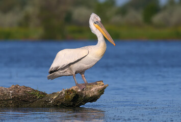 A single and a pair of Dalmatian pelican (Pelecanus crispus) are photographed close-up in soft morning light against a blurred background