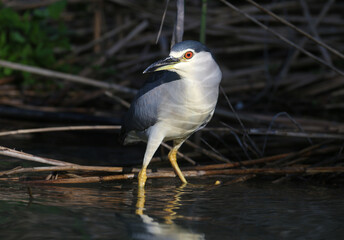 The black-crowned night heron (Nycticorax nycticorax) is filmed sitting in a tree and hunting fish in the water. Very close-up photo