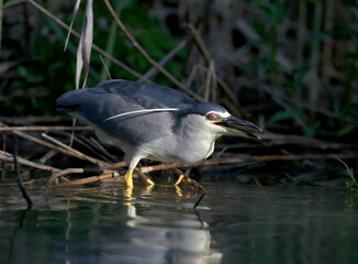 The black-crowned night heron (Nycticorax nycticorax) is filmed sitting in a tree and hunting fish in the water. Very close-up photo