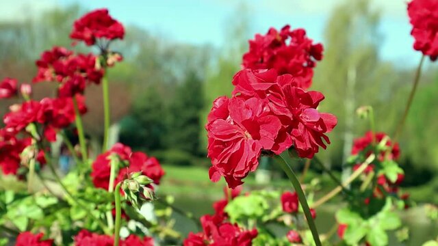 Pelargonium is a genus of plants of the Geranium family. Brightly blooming flowers of red pelargonium, spreading geraniums in the garden on a summer sunny day