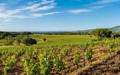 Fototapeta na wymiar Rows of vines in vineyard in Corsica