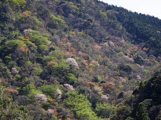 山櫻が咲く春の山