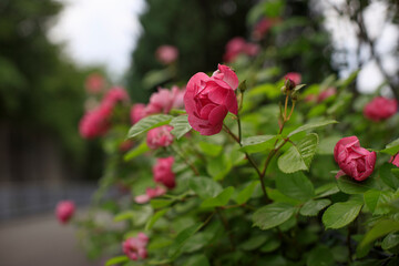 バラが咲く垣根