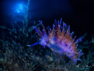 Close-up of a mediterranean sea slug (Flabellina affinis)
