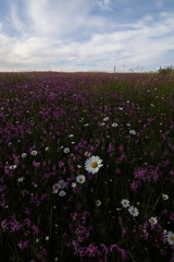 meadow full of flowers