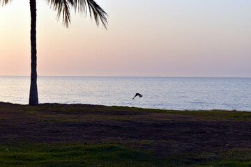 silhouette of a bird on a beach