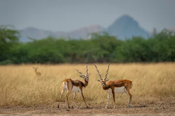 Fotobehang Two long horned male blackbuck or antilope cervicapra or indian antelope with eye contact in natural scenic landscape of tal chhapar sanctuary churu rajasthan india © Sourabh