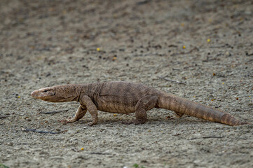 monitor lizard or bengal monitor or common indian monitor or varanus bengalensis close up at forest of central india