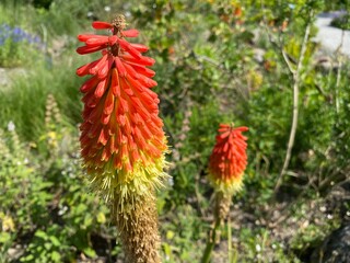 Tritomea (Kniphofia uvaria), Torch lily, Red hot poker, die Garten-Fackellilie, Schopf-Fackellilie or le tritome à longues grappes (The Botanical Garden of the University of Zurich, Switzerland)