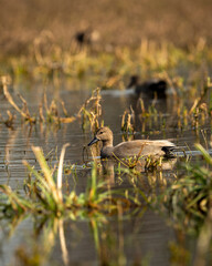 Gadwall or Mareca strepera in early morning light floating in shallow water at wetland of keoladeo national park or bharatpur bird sanctuary rajasthan india