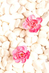 beautiful pink carnation with white stones like romantic floral, flowery, zen and wellness backround