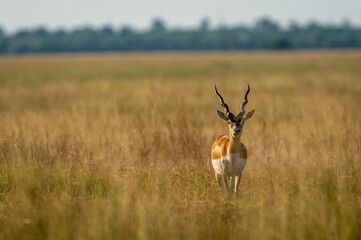 long horned male blackbuck or antilope cervicapra or indian antelope head on with eye contact in grassland of tal chhapar sanctuary churu rajasthan india