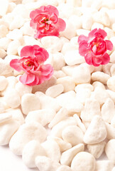 Fototapeta na wymiar beautiful pink carnation with white stones like romantic floral, flowery, zen and wellness backround