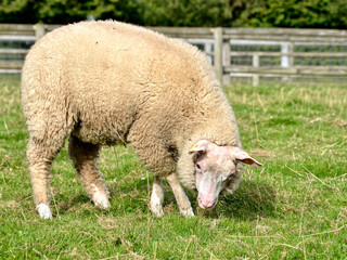 Naklejka na ściany i meble Sheep (Ovis aries) view of profile in french pasture