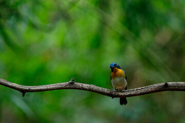 blue and yellow bird