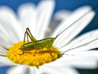Macro conehead cricket on daisy flower (genus Conocephalus)