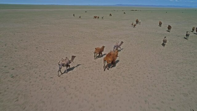 Herd camels graze in the stone desert of Western Mongolia