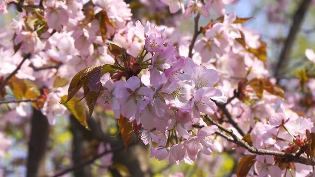 Beautiful pink cherry blossoms background. Sakura flowers in Japanese garden in spring, Floral Image