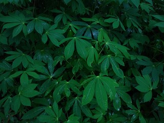 Cassava (Manihot esculenta) plant leaves