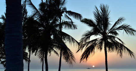 Fototapeta premium palm trees at sunset