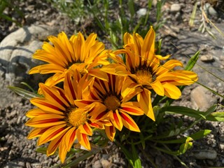 Treasure flower (Gazania rigens (L.) Gaertn. or Gazania splendens), Gazanie oder Mittagsgold, Podnevno zlato ili Gazanija sjajna (The Botanical Garden of the University of Zurich, Switzerland)